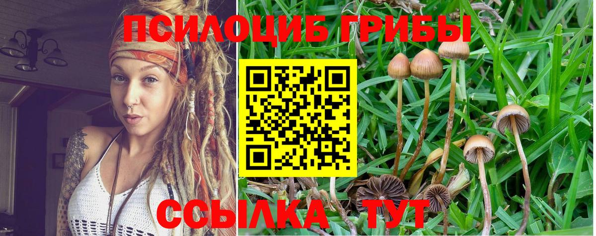 Галлюциногенные грибы GOLDEN TEACHER  даркнет сайт  Аргун  Вход с VPN 